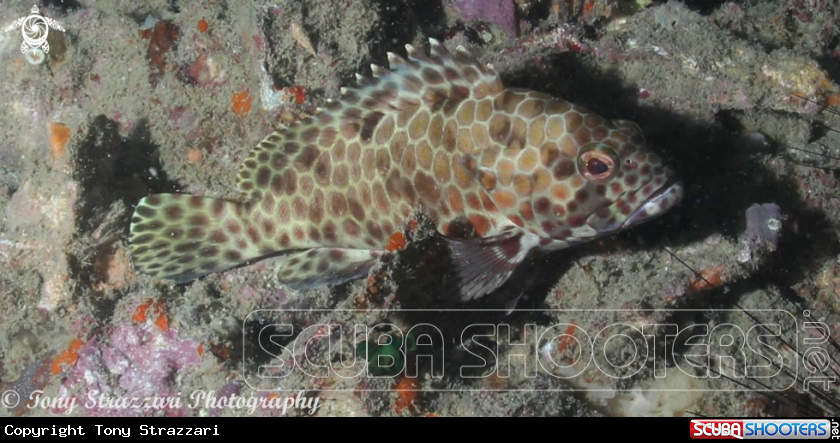 A Brown-marbled grouper