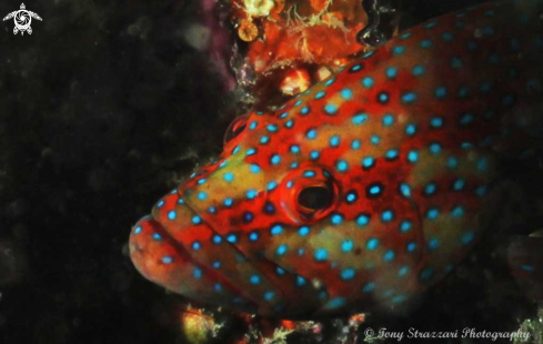 A Cephalopholis miniata | Coral cod