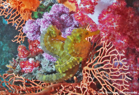 A Yellow Tiger-tailed seahorse