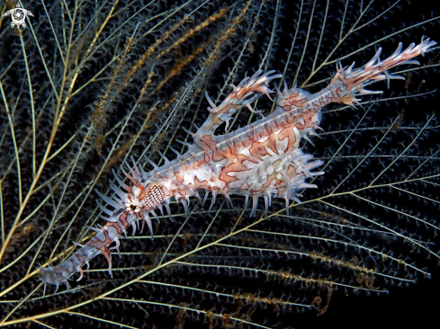 A Ornate Harlequin Ghostpipefish