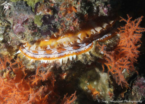 A Spondylus varius | Variable Thorny Oyster