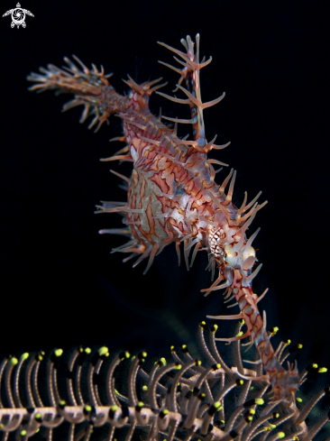 A Solenostomus paradoxus | Ornate Harlequin Ghostpipefish