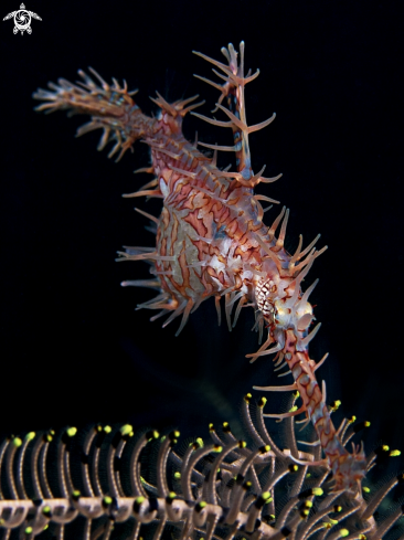 A Ornate Harlequin Ghostpipefish