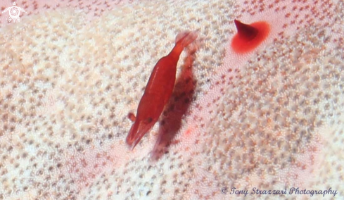 A Periclimenes soror / Culcita novaeguineae | Commensal shrimp/ Chinese pincushion