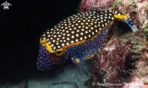 A Spotted Boxfish