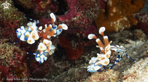 A Hymenocera picta | Harlequin shrimp