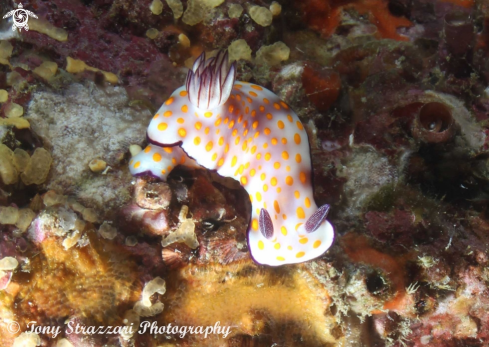 A Hypselodoris pulchella | Hypselodoris pulchella