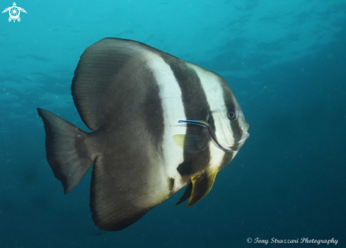 A Batfish / Cleaner wrasse