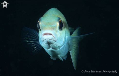 A Lutjanus Madras | Indian snapper