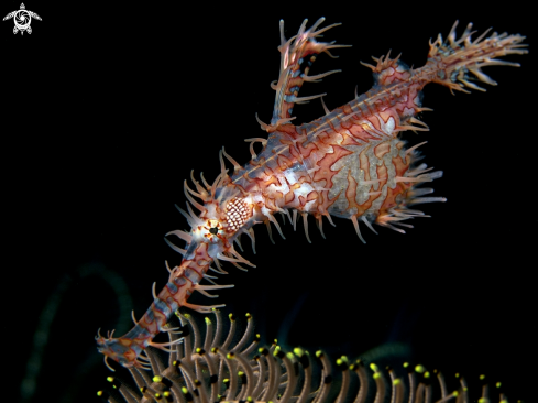 A Solenostomus paradoxus | Ornate Harlequin Ghostpipefish