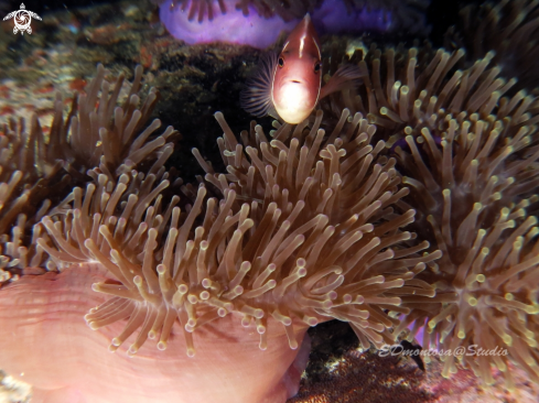 A Anemonefish