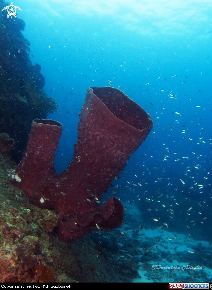 A Giant barrel sponge