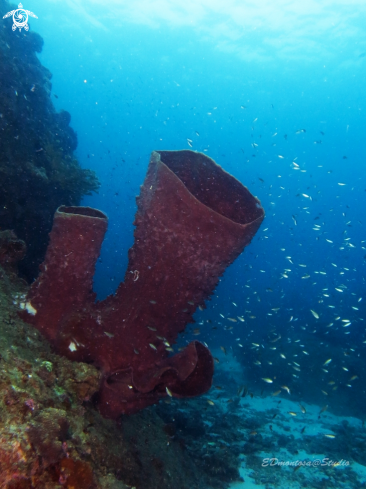 A Giant barrel sponge