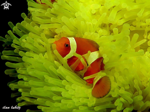 A Anemone