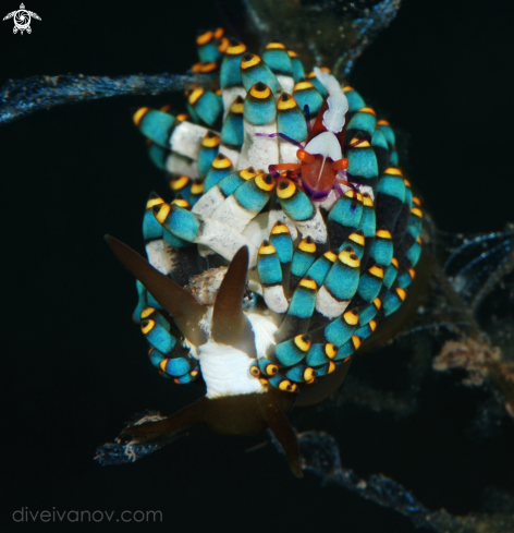 A Trinchesia yamasui with Periclimenes imperator.