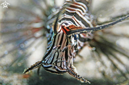 A Lion Fish