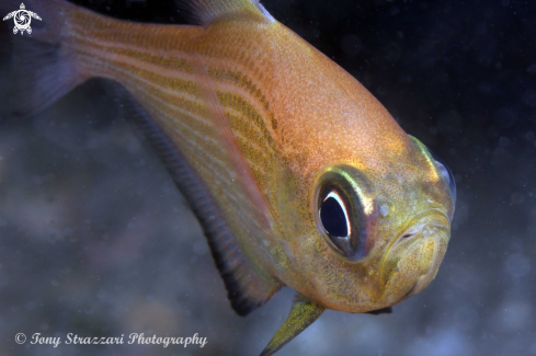 A Pempheris multiradiata | Common bullseye