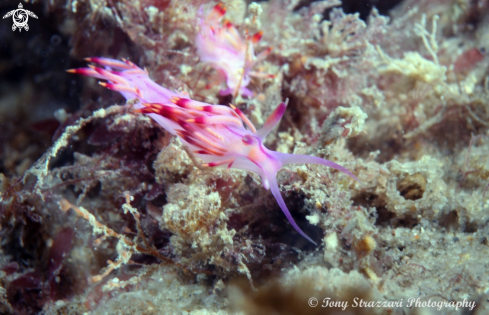 A Flabellina rubrolineata | Purple dragon