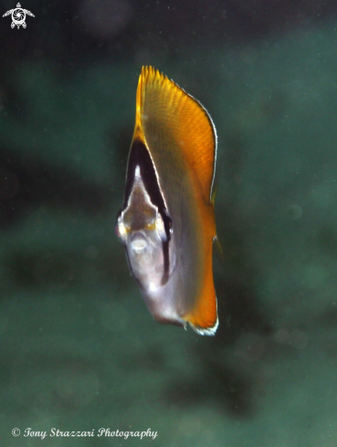 A Chaetodon flavirostris | Dusky Butterflyfish