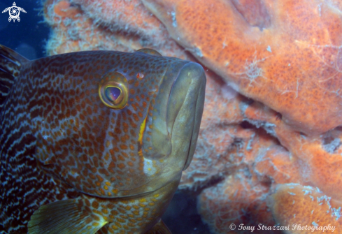 A Maori Cod