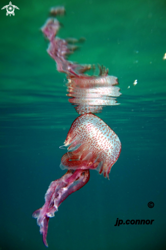 A Pelagia Noctiluca | Méduse pélagique