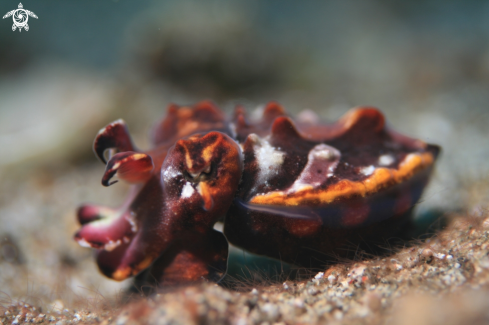 A Flamboyant Cuttlefish