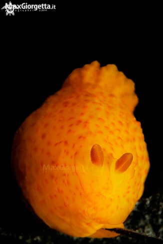 A Gymnodoris citrina | nudibranch