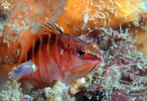 A Half-banded seaperch | Half-banded seaperch