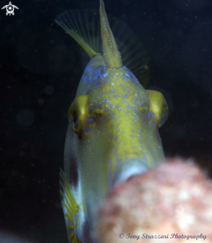 A Yellow Finned Leatherjacket