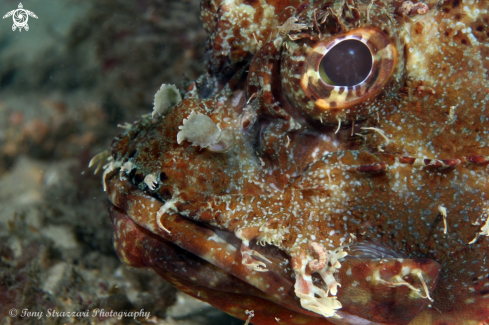 A Red rock cod