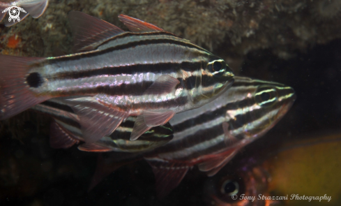 A Sydney Cardinalfish