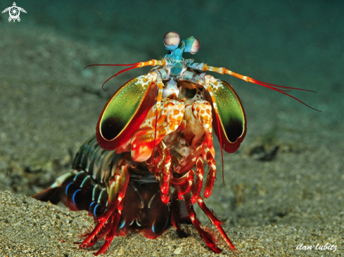 A Mantis Shrimp