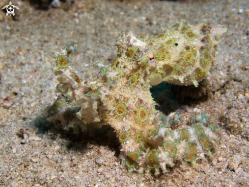 A Blue Ring Octopus