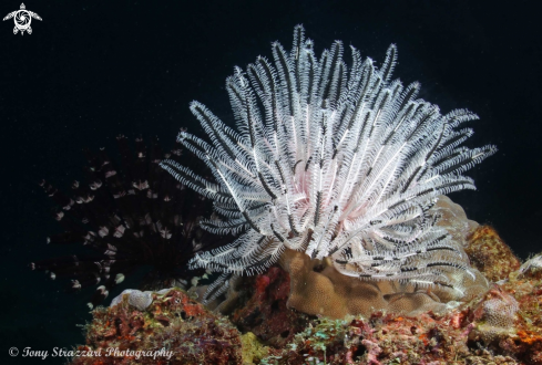 A Feather star