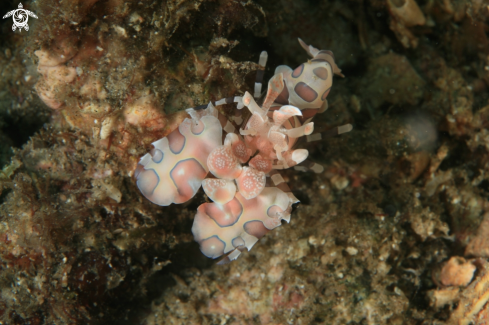 A Harlequin shrimp