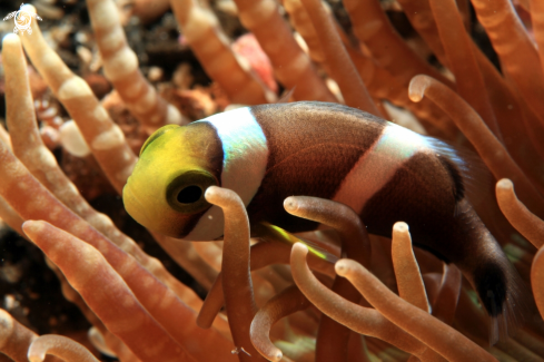 A Juvenile Clown Fish