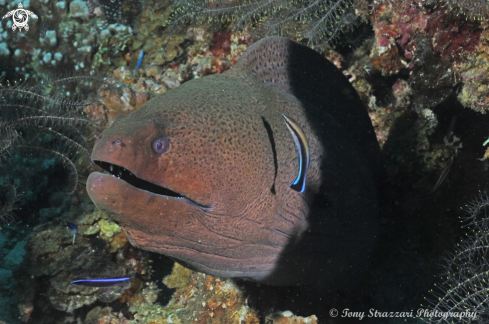 A Moray eel with cleaner wrasse