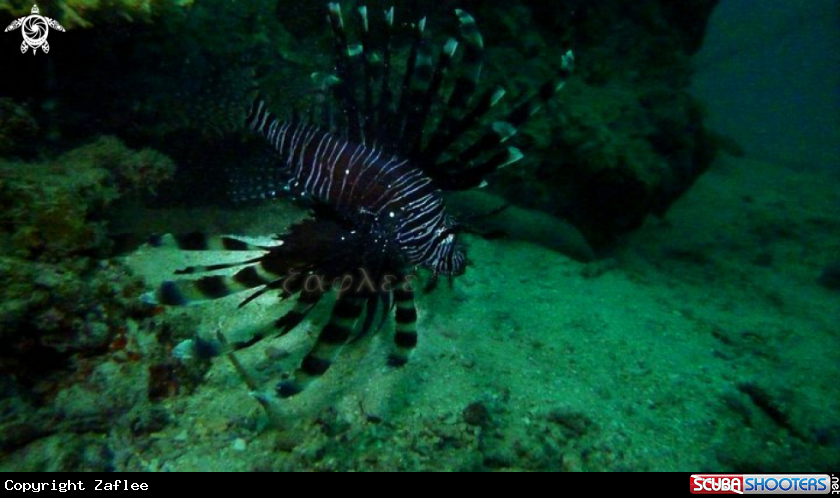 A Black Peacock Lionfish