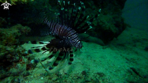 A Pterois volatins | Black Peacock Lionfish
