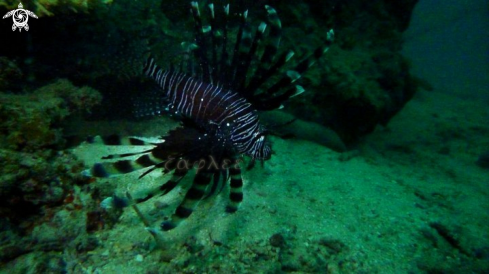 A Black Peacock Lionfish