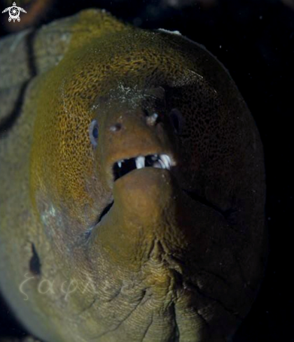 A Giant Moray Eel