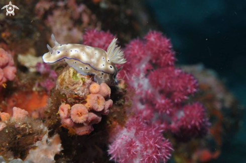 A Nudibranchia | Nudibranch