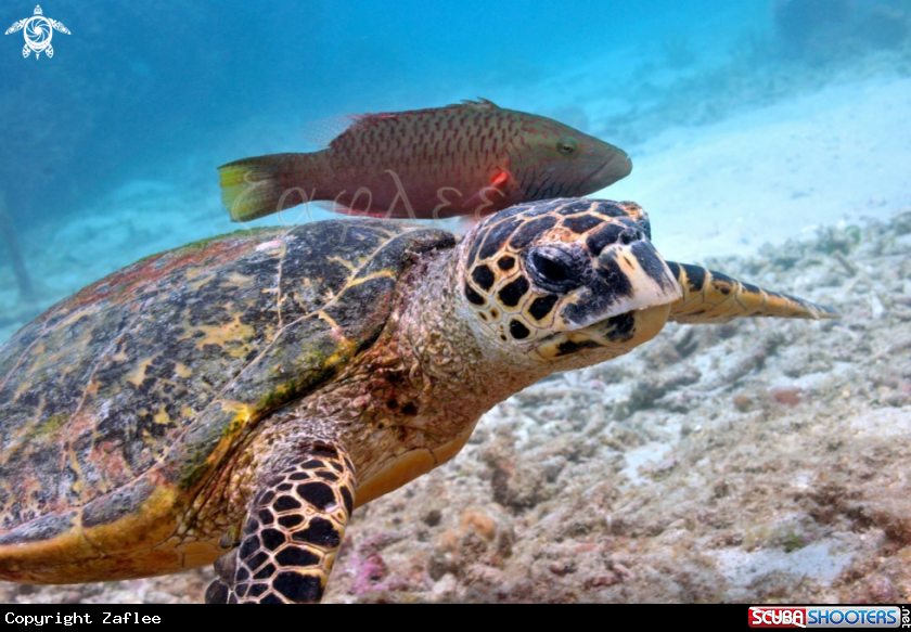 A Hawksbill sea turtle 