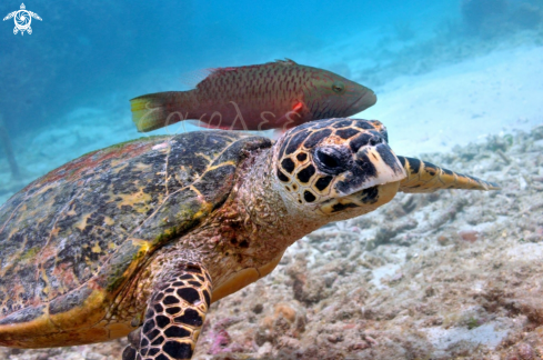 A Hawksbill sea turtle 