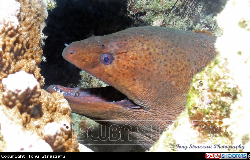A Moray eel with cleaner shrimp