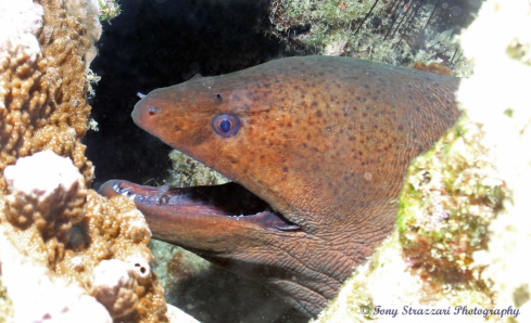 A Moray eel with cleaner shrimp