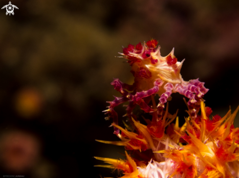 A Candy Crab