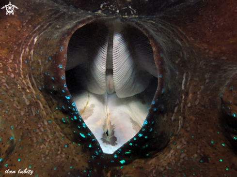 A Tridacna squamosa | big  seaclam