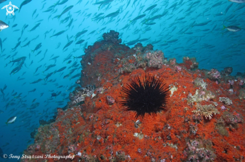 A Jewel anemone