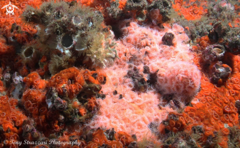 A Jewel anemone